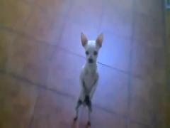 Cute Chihuahua Dancing Flamenco